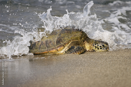 Loggerhead Sea Turtle (Caretta caretta) photo