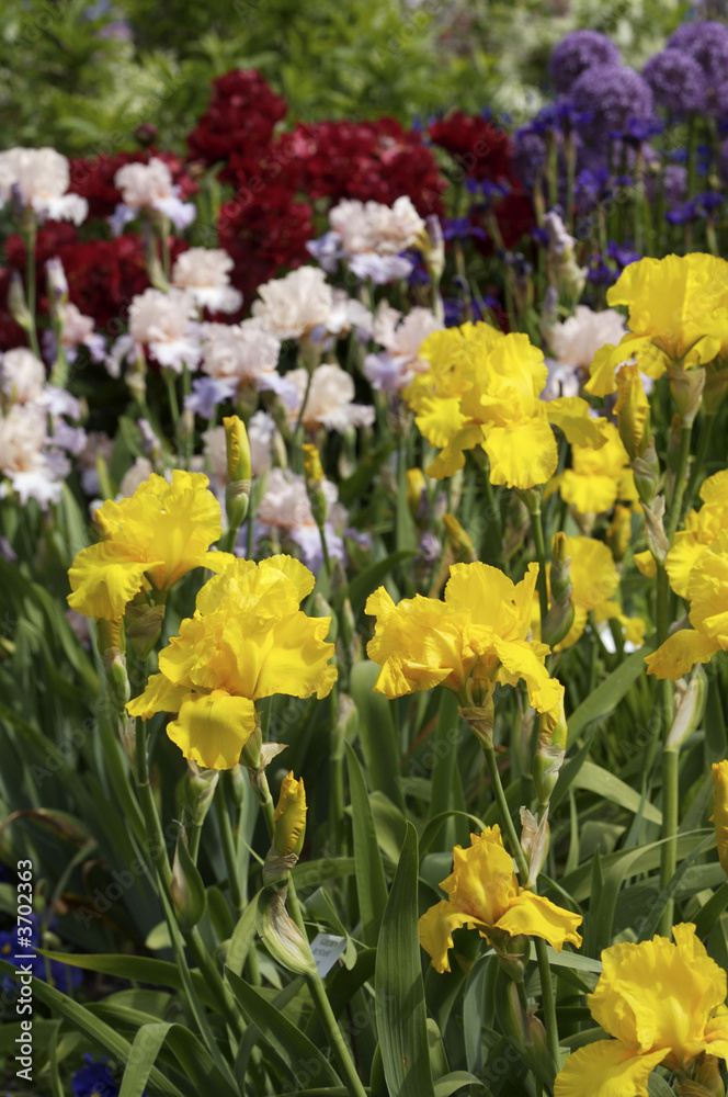 Obraz premium Vibrant Spring Garden