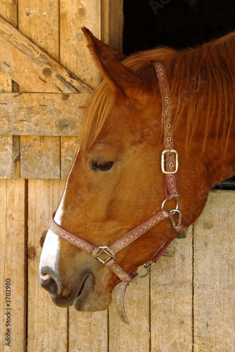 Принти на полотні tete de cheval