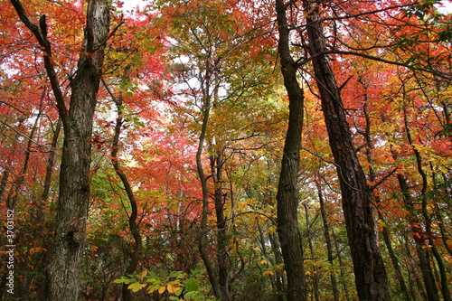 colorful canopy