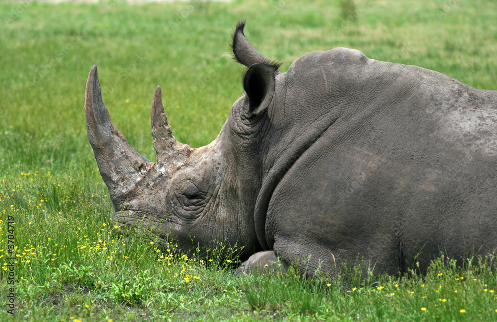Obraz premium a rhino is sleeping in a zoo.