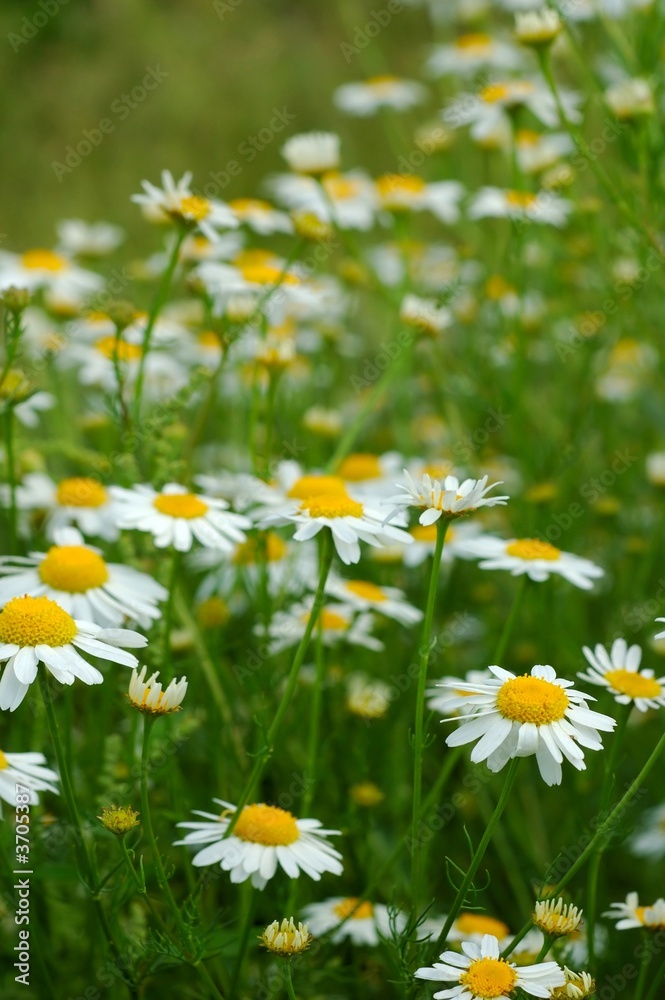 Flowers Flowers