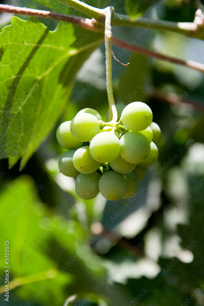 green grape