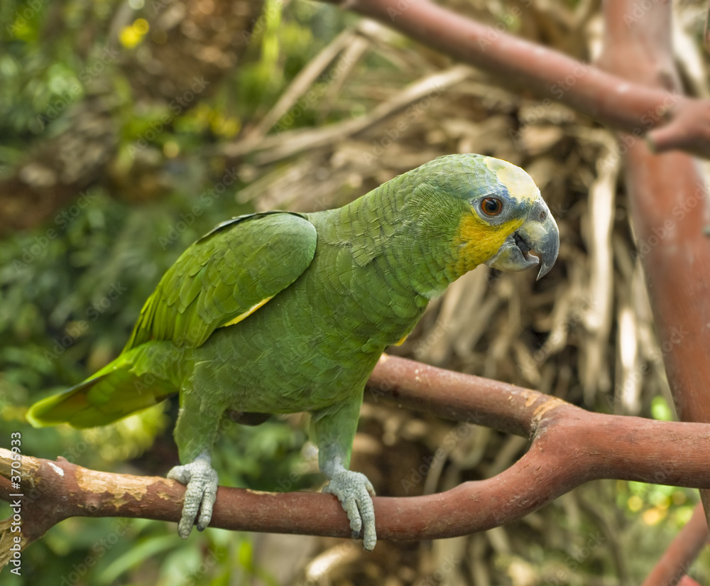 Green parrot perched on a branch