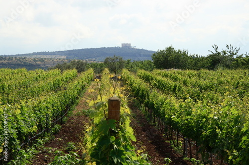 vigneto
