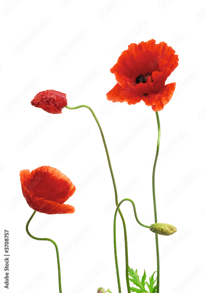 Obraz premium Mohnblumen