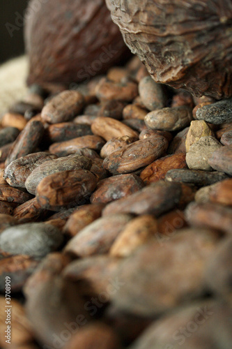 kakaofrüchte und kakabohnen