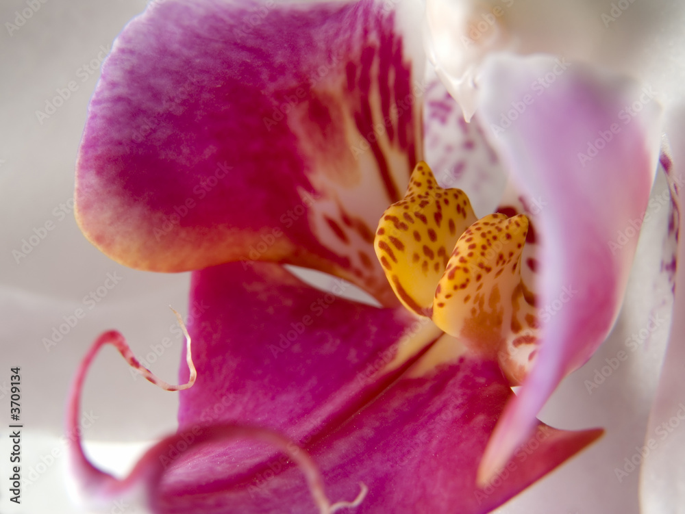 a white purple orchid flower closeup shoot
