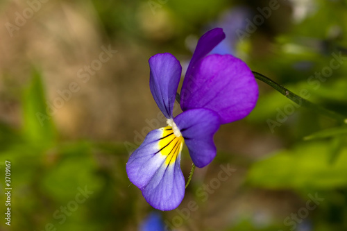 small forest violet on dark green and brown background