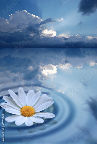 A white floating flower creating ripples.
