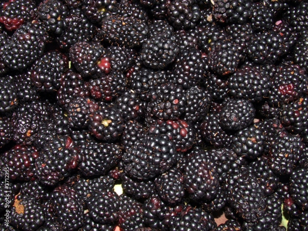 blackberry blackberry