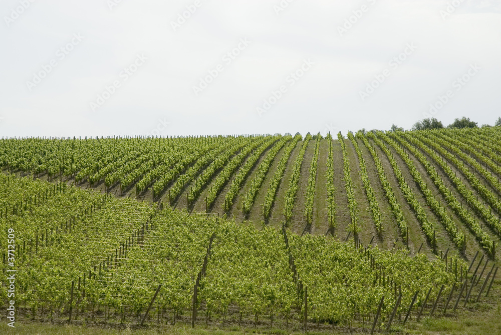 vineyards placed straight in a row