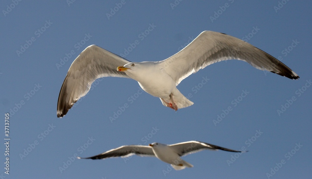 Fototapeta premium Mew Gull