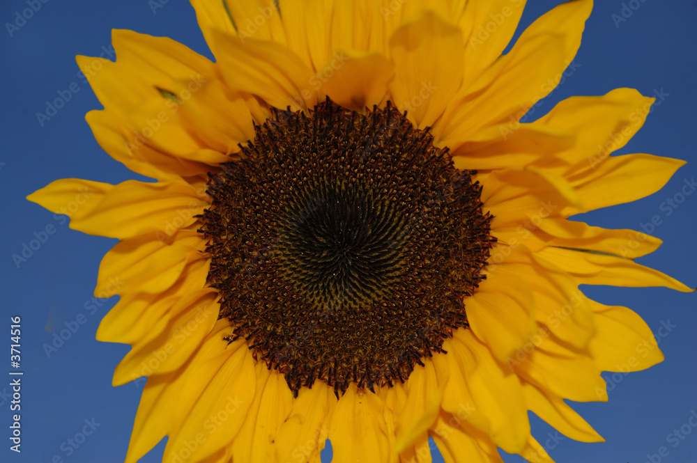 Naklejka premium sonnenblume