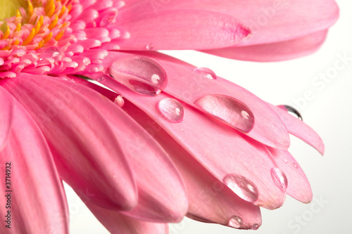 flower and drops