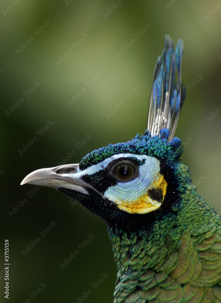 Peacock head shot.