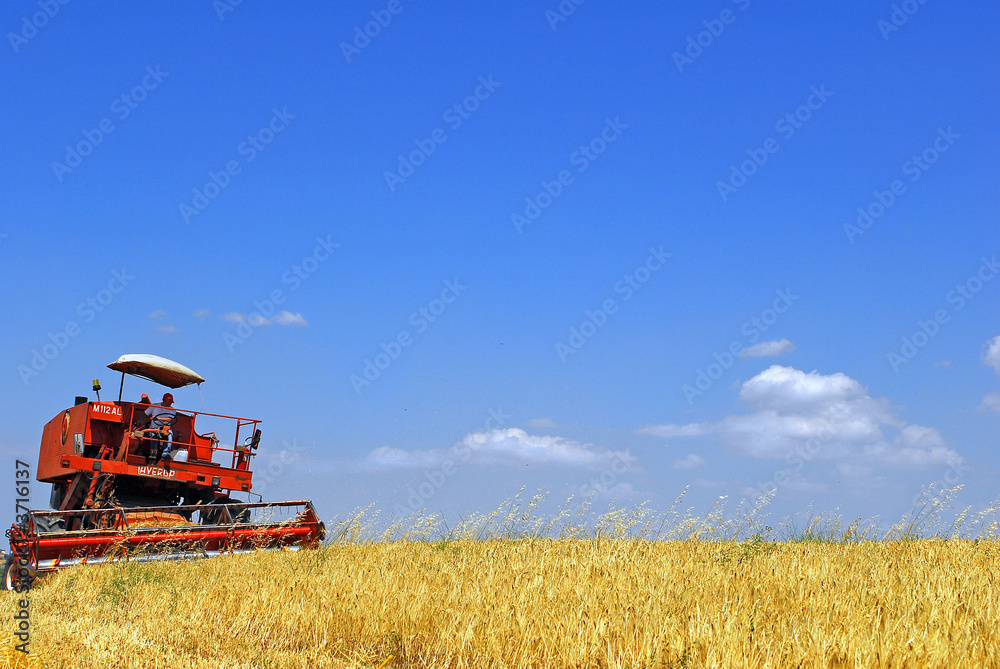 Fototapeta premium campo di grano