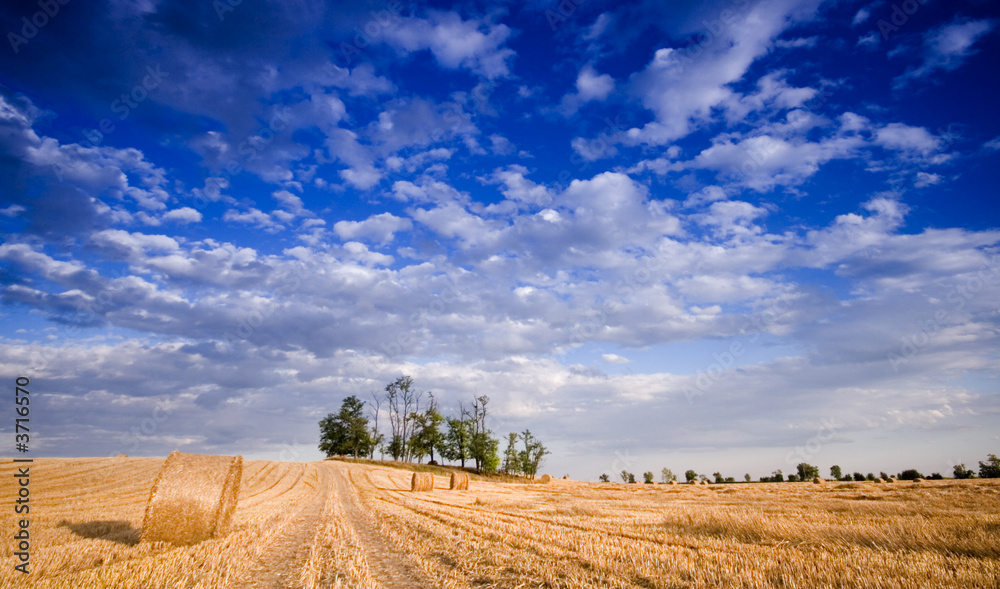 Fototapeta premium Bale in landscape