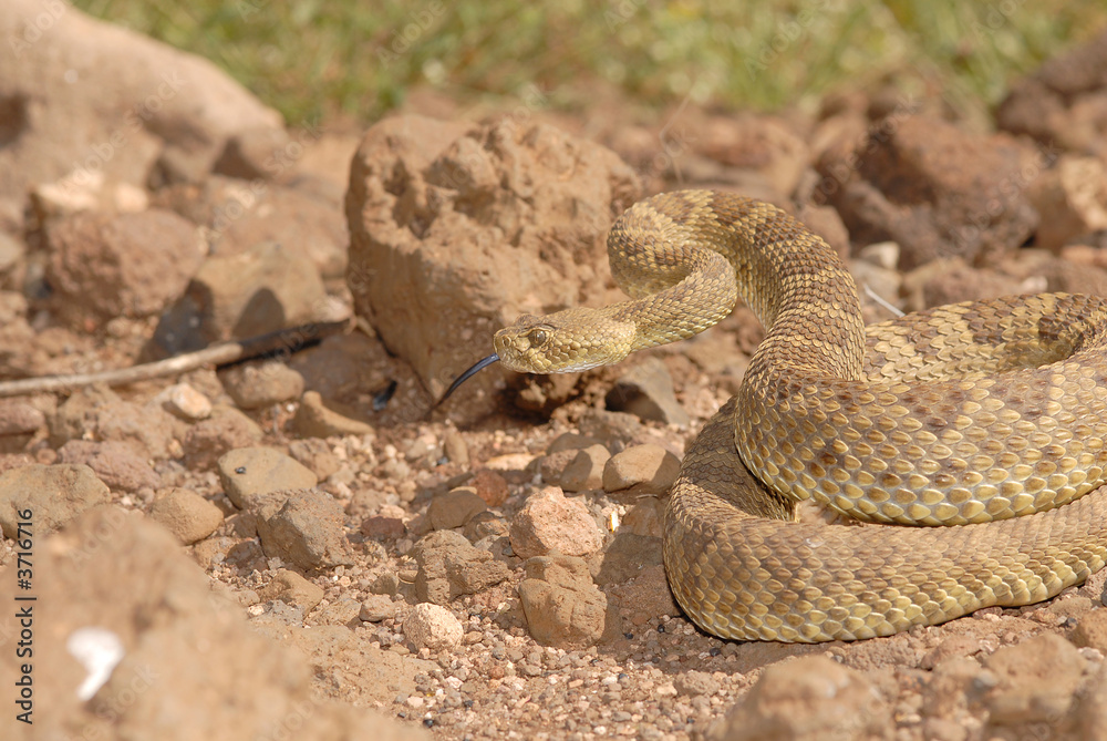 Fototapeta premium A mojave rattlesnake in a defensive posture.