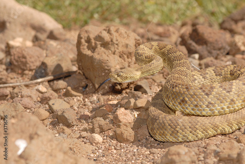 A mojave rattlesnake in a defensive posture.
