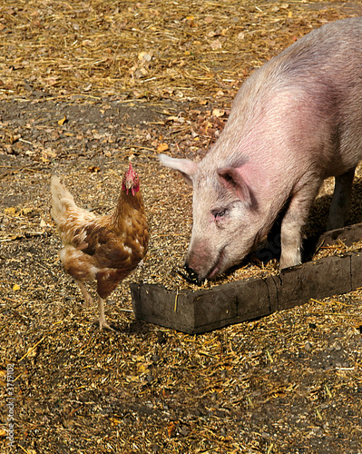 Huhn und Schwein