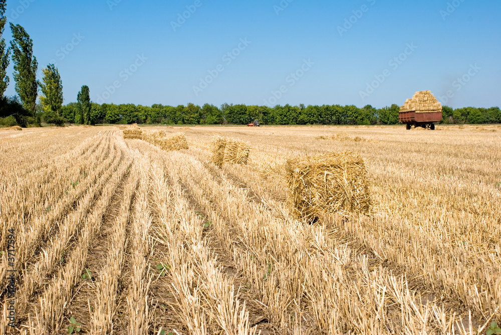 Golden wheat field after harvesting