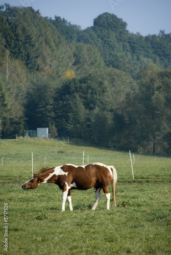red / brown painthorse enjoying the morning sun © Andy-Kim Möller