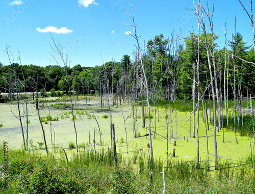 Summer Swamp photo