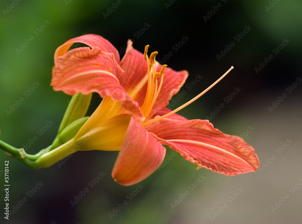 Fototapeta premium Summer,garden - flowers.
