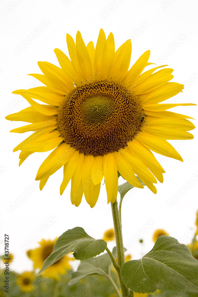 Obraz premium sunflower