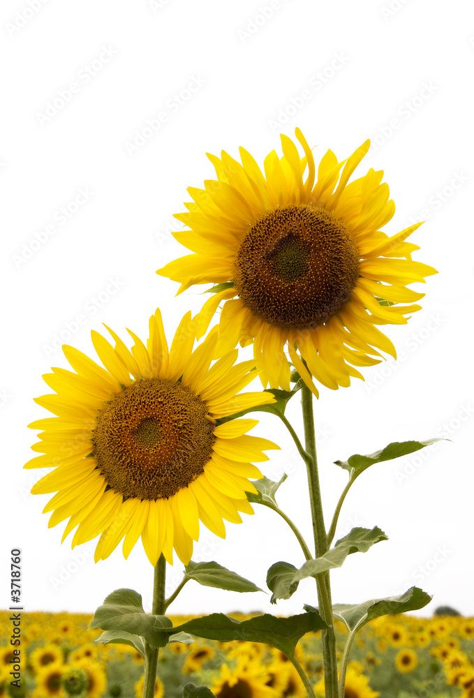 Naklejka premium sunflowers