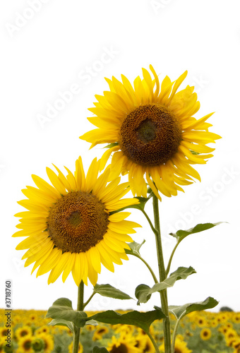 sunflowers