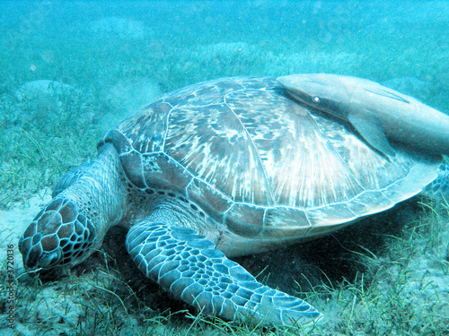 Schildkröte mit Putzerfisch, Marsa Abu Dabab, Ägypten