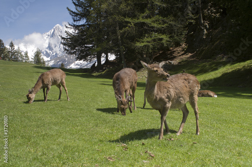 Deer in front of Mont Blanc range - landscape orientation