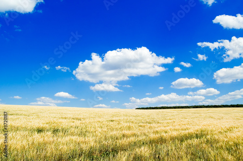 The wheat field and blue sky.