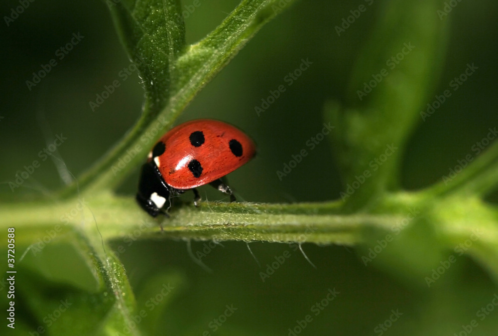 Lady Bug Lady Bug