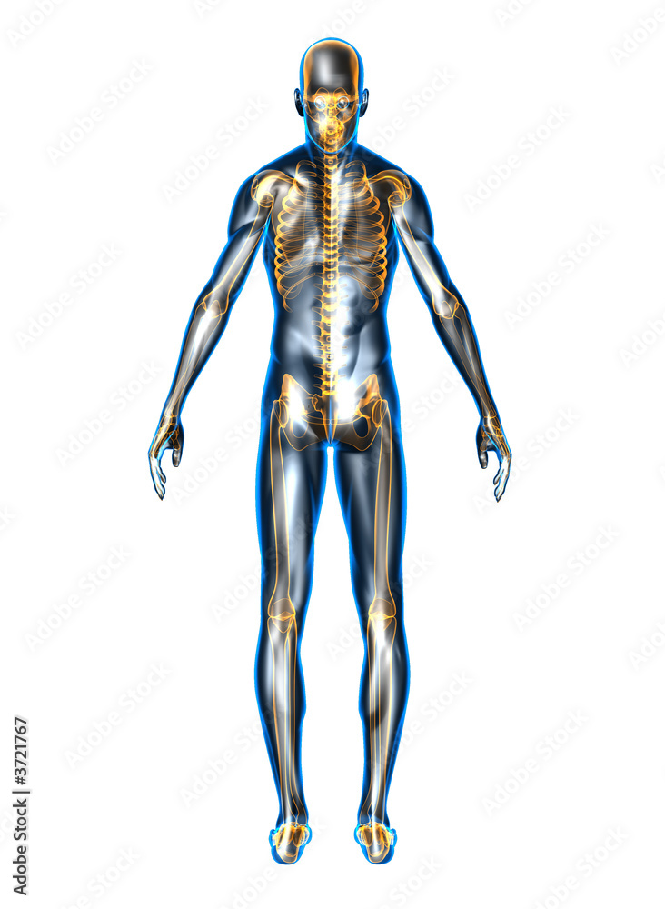 Anatomie Anatomie