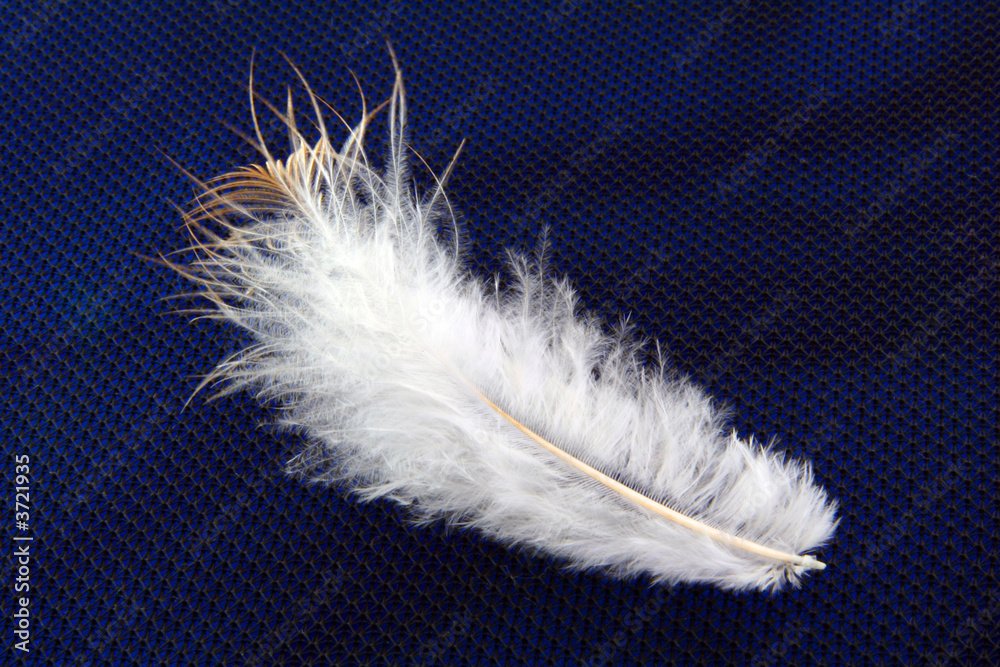 Obraz premium small feather close-up on a textured background