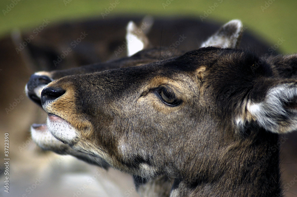 Fototapeta premium rehe