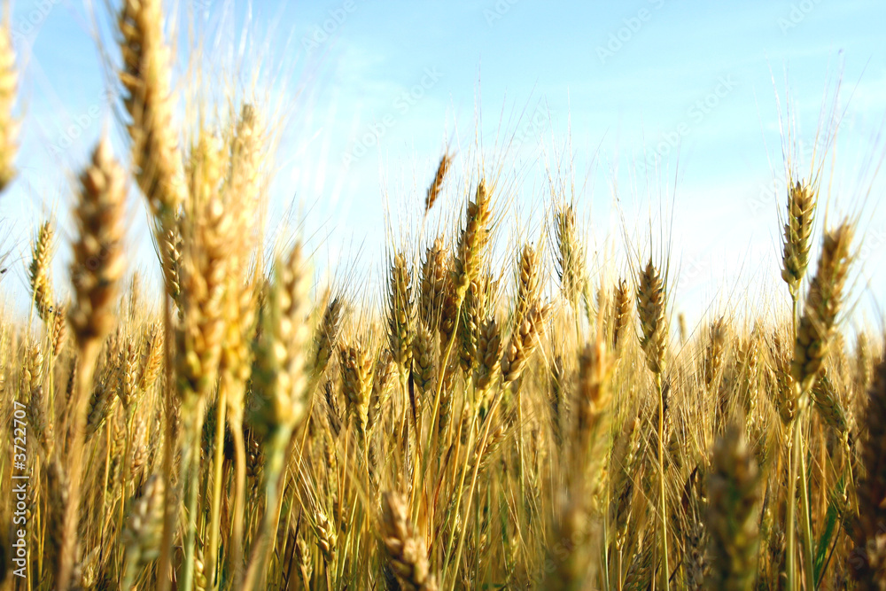 wheat ears close-up in a field wheat ears close-up in a field