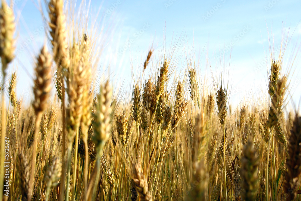 wheat ears close-up in a field wheat ears close-up in a field