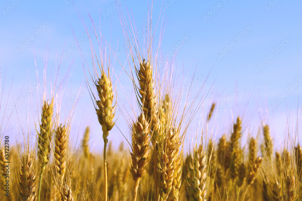 Fototapeta premium wheat ears close-up in a field