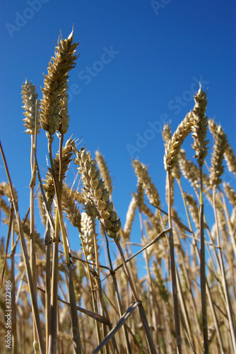 wheat ears in blue sky