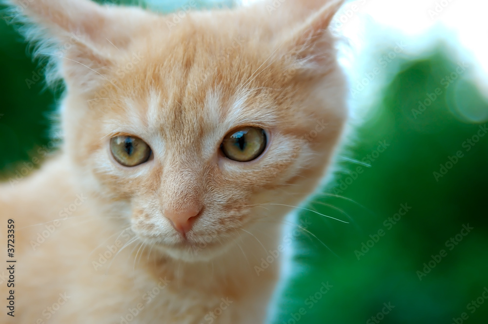 Orange tabby kitten portrait.