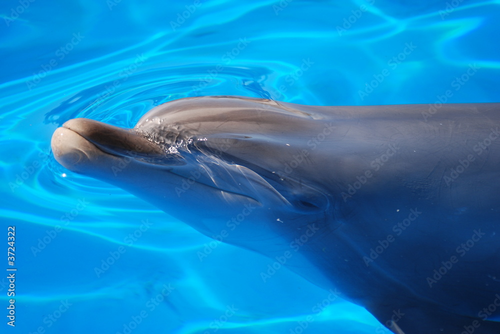 Obraz premium dauphin