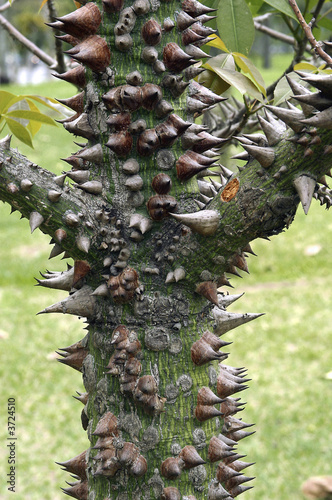 Spiny tree