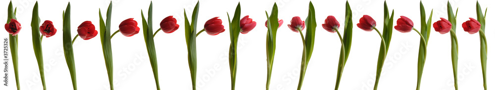 dancing tulip dancing tulip