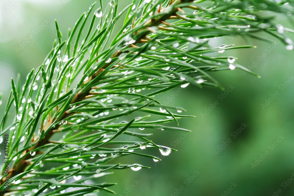 Rain drops on young pine branch - obrazy, fototapety, plakaty 