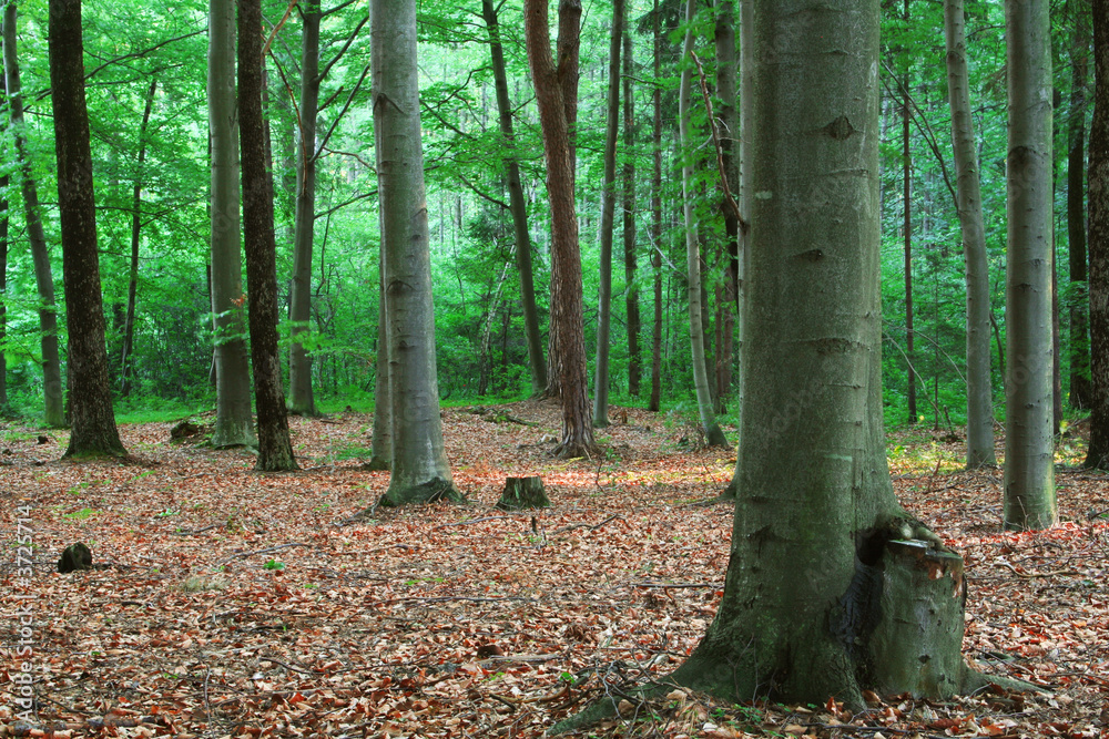 Obraz premium Green forest