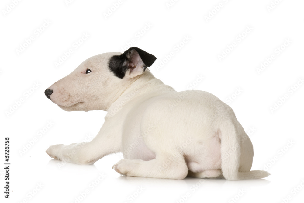 Bull Terrier in front of a white background Bull Terrier in front of a white background